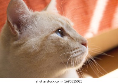 Tan-cat Images, Stock Photos \u0026 Vectors 