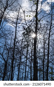 Light Through Everglades Trees With Blue Sky White Clouds