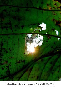 light through the leaf.