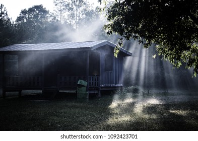 Light through the tree 