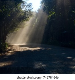 Light through the tree