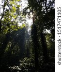 Light Through The Trees