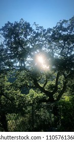 Light Through the Trees