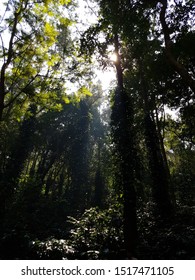 Light Through The Trees