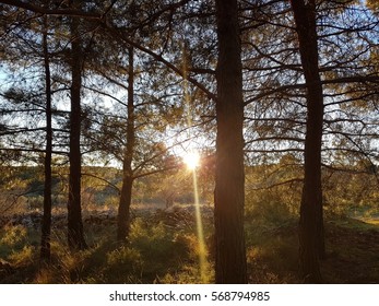 The light through trees