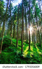 Light Through The Trees At Gortin Glen, Co. Tyrone