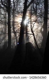 light through trees in misty forest