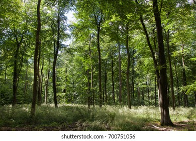 Light through the trees, Surrey Hills, England