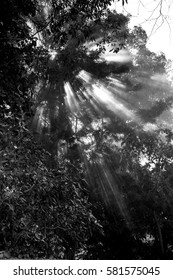 Light in the trees