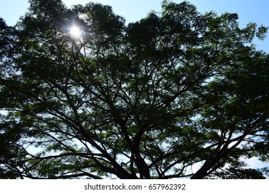 Light and trees
