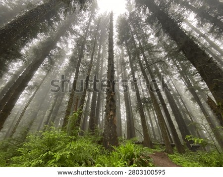 Light trough the trees, Ecola state park