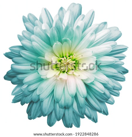 Light turquoise  chrysanthemum.  Flower on a white isolated background with clipping path.  For design.  Closeup.  Nature.
