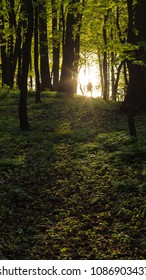The light of two suns through the trees