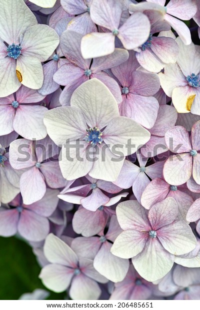 Light Violet Color Almost White Wild Stock Photo Edit Now