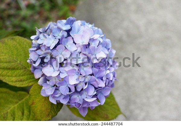 Light Violet Color Almost White Wild Stock Photo Edit Now