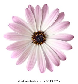 Light violet daisy from above, isolated on white background.