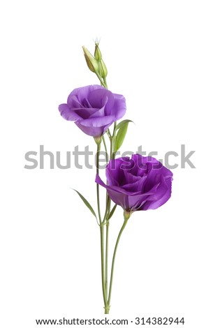Light violet  flowers isolated on white. eustoma