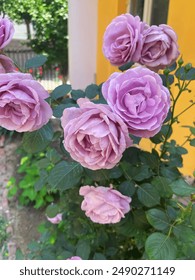 Rosa violeta claro alta