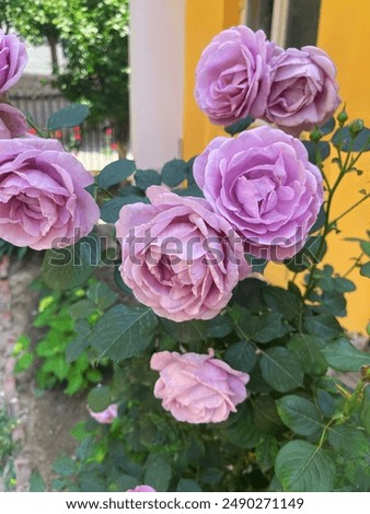 Light violet rose high resolution