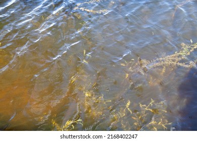 325 Algae growing on top Images, Stock Photos & Vectors | Shutterstock