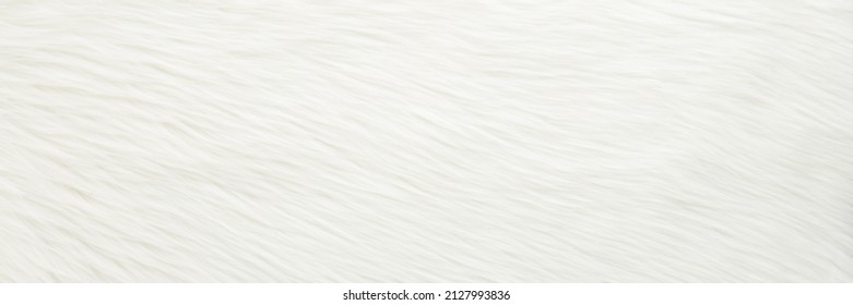 Light White Smooth Fur Background. Empty Place For Text. Wide Banner.