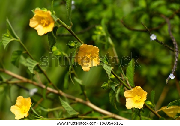 Light yellow color flower of flannel weed or\
Sida cordifolia, perennial sub\
shrub