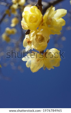 Similar – Goldglöckchen Natur