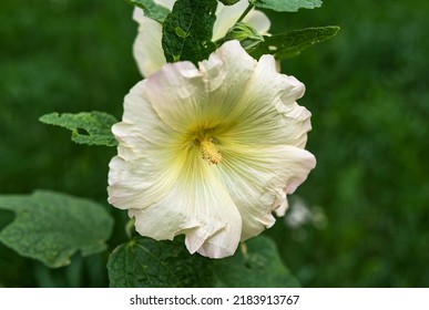 1,538 Hollyhock Bouquet Stock Photos, Images & Photography | Shutterstock