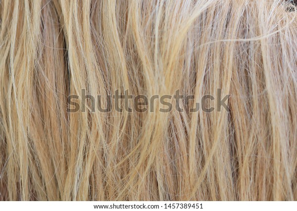 light yellow horse hair horse mane stock photo edit now