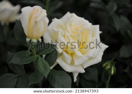 Light yellow Hybrid Tea rose (Rosa) Diamond Days blooms on an exhibition in May