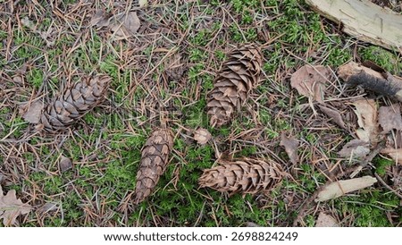 Lightbrown pinecones in the grass