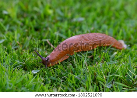 lightbrown slug slimy green grass snale