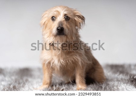 lightbrown terrier sitting on a carpet