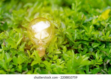 The lightbulb represents idea and innovation concept.concept Clean energy transition based on nature. - Shutterstock ID 2208810759