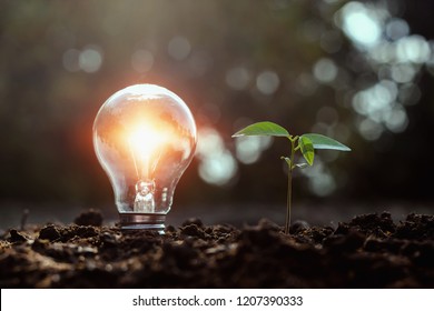 lightbulb and small tree growth on soil with sunset. solar energy concept  