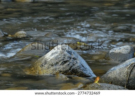 A light-colored rock with unique patterns sits amidst moving water. The contrast between the stone and dark flowing stream highlights natural beauty and erosion.