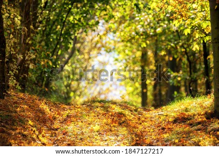 Similar – Image, Stock Photo flurry of leaves Nature