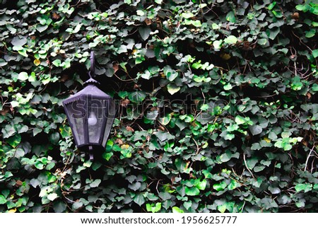 lighthouse on wall with climbing plant