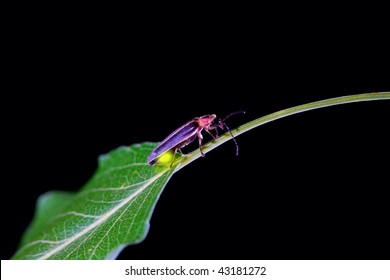 Lighting Bug Stock Photo (Edit Now) 43181272