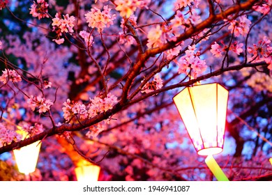 lighting up the cherry blossoms at night