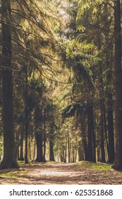 Lighting Tree Trail