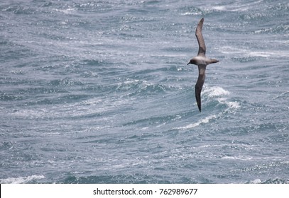 Light-manlted Sooty Albatross Flying