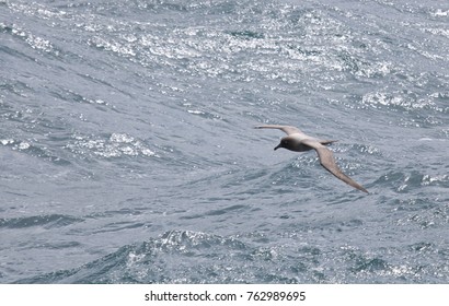 Light-manlted Sooty Albatross Flying