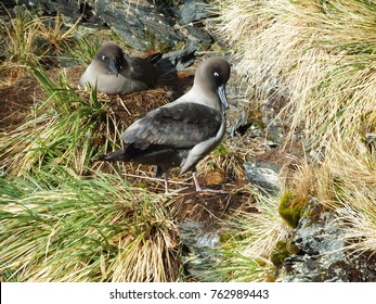 Light-mantled Sooty Albatross