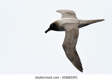 Light-mantled Sooty Albatross Flying.