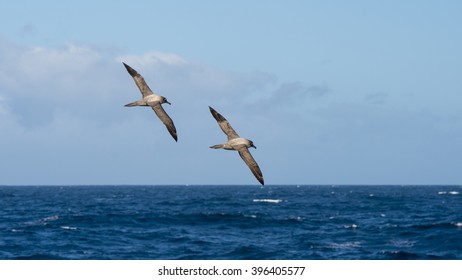 Light-mantled Sooty Albatross Flying.