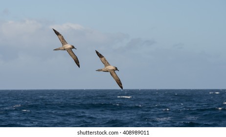 Light-mantled Sooty Albatross Flying.