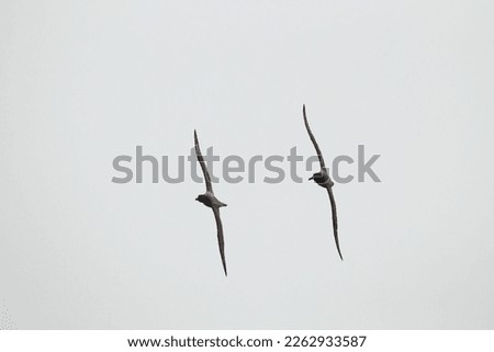 Light-mantled sooty albatross, (Phoebetria palpebrata), courtship flight, Prion Island, South Georgia, South Atlantic