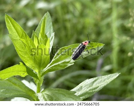Lightning bug on daisy fleabane