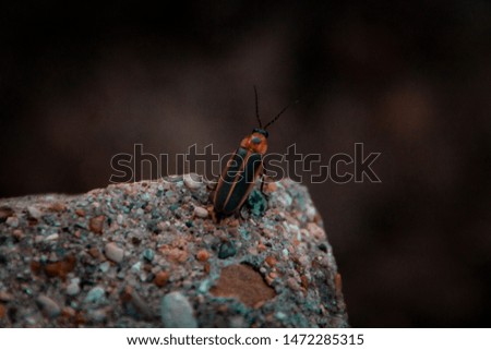 Lightning bug on the edge of a concrete block.